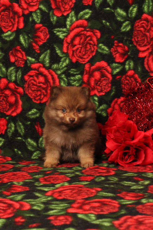 puppy, for, sale, Pomeranian, Matthew B. Stoltzfus, dog, breeder, Gap, PA, dog-breeder, puppy-for-sale, forsale, nearby, find, puppyfind, locator, puppylocator, aca